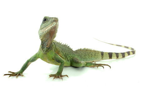 Chinese water dragon in front of white の写真素材