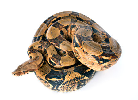 Boa constrictor in front of white 