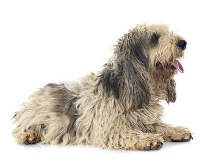 griffon vendeen in front of white backgroundの写真素材