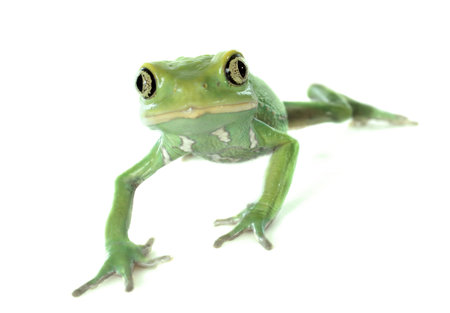 Phyllomedusa sauvagii in front of white background