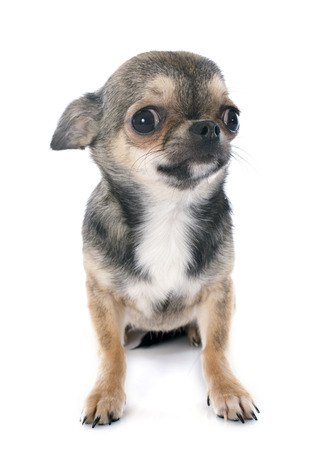portrait of a cute purebred  puppy chihuahua in front of white backgroundの写真素材