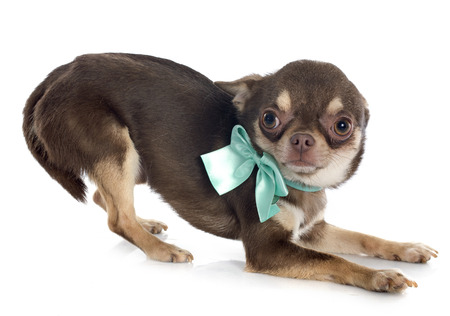 brown chihuahua in front of white backgroundの写真素材