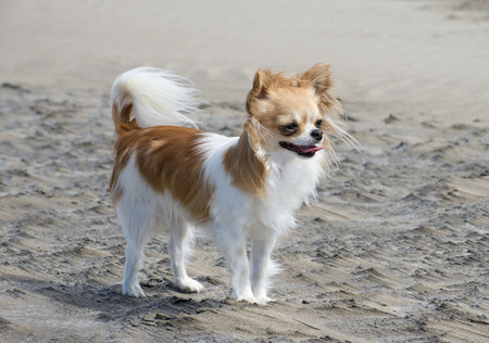 brown and white chihuahua on the beachの写真素材