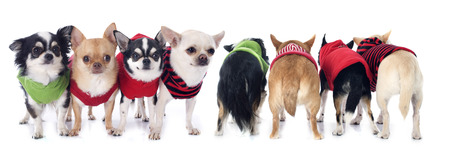 dressed chihuahuas in front of and back の写真素材