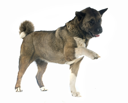 american akita in front of white backgroundの写真素材