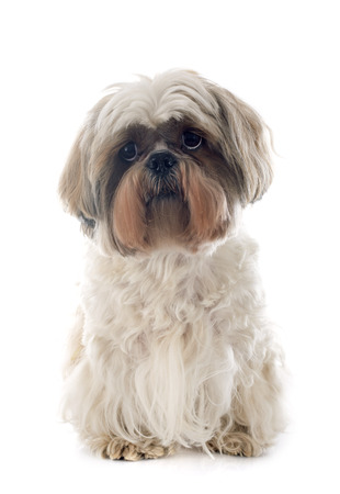 purebred Shih Tzu in front of white backgroundの写真素材