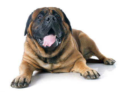 female mastiff in front of white backgroundの写真素材