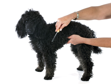 puppy  poodle and brush, in front of a white backgroundの写真素材