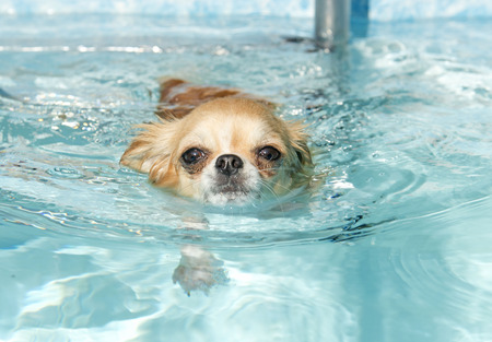 portrait of a cute purebred  chihuahua who swimming の写真素材