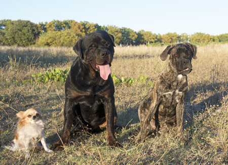 rottweiler, chihuahua and cane corso in the natureの写真素材