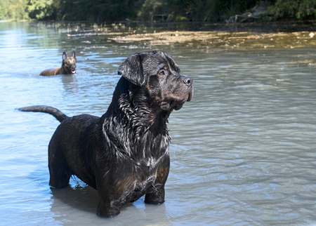 portrait of a purebred swimming rottweiler in a riverの写真素材