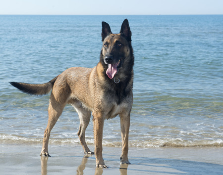 picture of a purebred belgian sheepdog malinois on the beachの写真素材