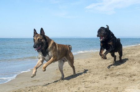 playing rottweiler and belgian shepherd on the beachの写真素材