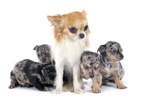 puppies and adult chihuahua in front of white backgroundの写真素材