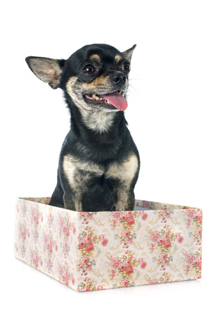 puppy chihuahua in front of white backgroundの写真素材