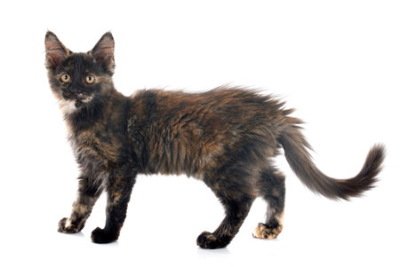 portrait of a purebred  maine coon kitten on a white background