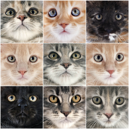 maine coon cats in front of white backgroundの写真素材