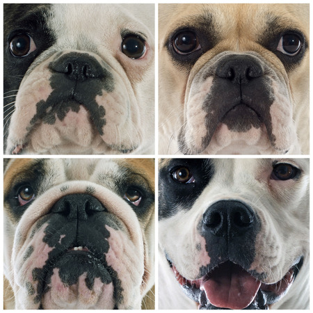 composite picture of the head of four bulldogsの写真素材