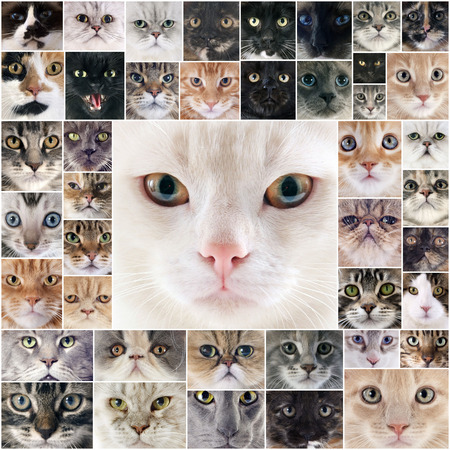 composite picture of group of purebred catsの写真素材