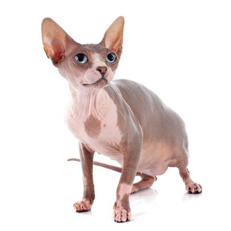 Sphynx Hairless Cat in front of white background