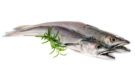 European hake in front of white background