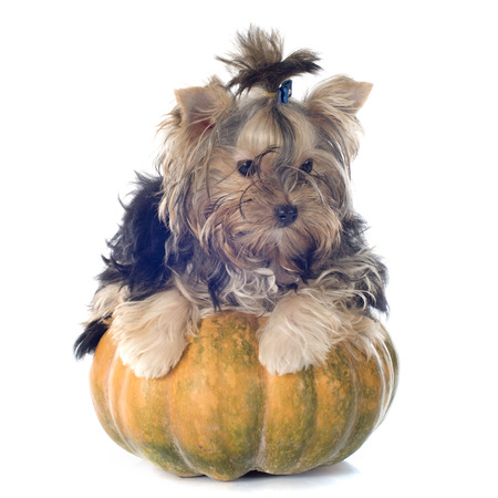 puppy yorkshire terrier in front of white backgroundの写真素材