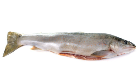 Arctic char in front of white backgroundの写真素材
