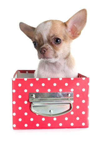 puppy chihuahua in front of white backgroundの写真素材