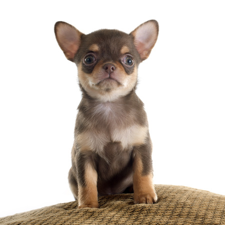 puppy chihuahua in front of white backgroundの写真素材
