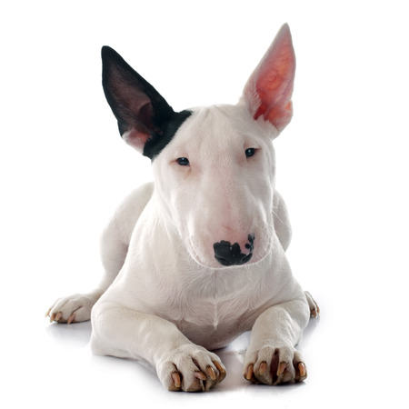 puppy bull terrier in front of white backgroundの写真素材