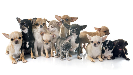 group of chihuahua in front of white backgroundの写真素材
