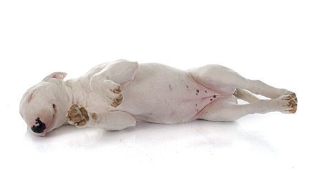 puppy bull terrier in front of white backgroundの写真素材