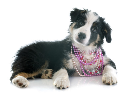 puppy border collie in front of white backgroundの写真素材
