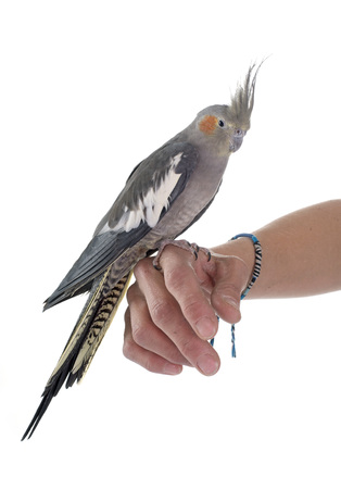 young Cockatiel in front of white backgroundの写真素材