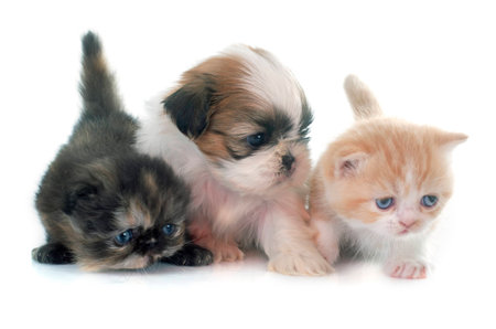 persian kitten , puppy shih tzu and chick in front of white backgroundの写真素材
