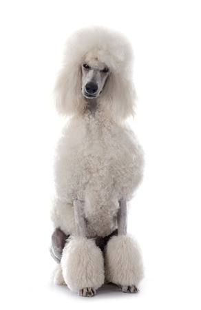 white Standard Poodle in front of white backgroundの写真素材