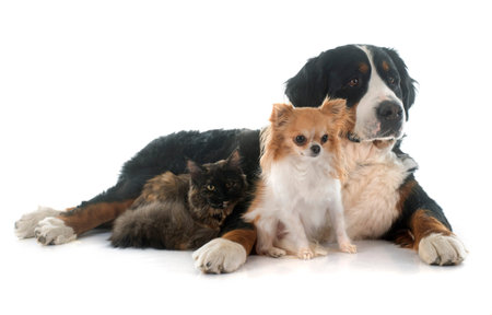 maine coon cat , chihuahua and bernese mountain dog in front of white background