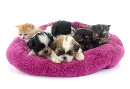 kitten and puppies in front of white backgroundの写真素材