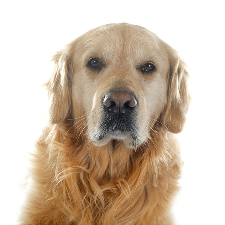 purebred golden retriever in front of a white backgroundの写真素材
