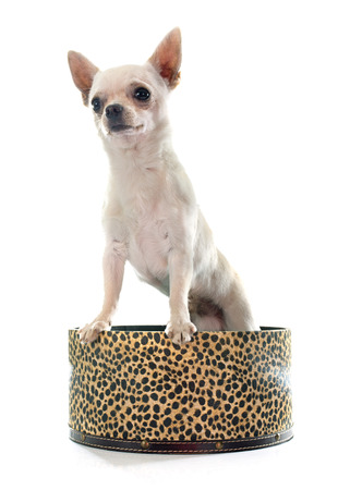 young chihuahua in front of white backgroundの写真素材