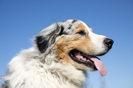 australian shepherd in front of a blue skyの写真素材
