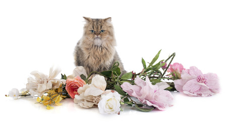 persian cat in front of white backgroundの写真素材