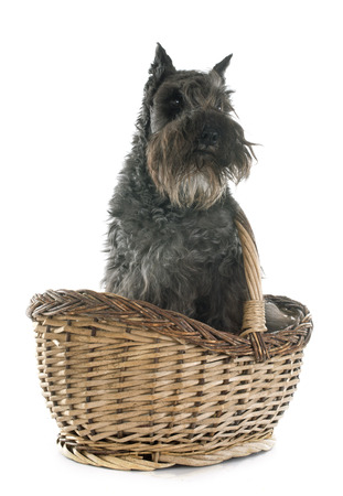 miniature schnauzer in front of white backgroundの写真素材