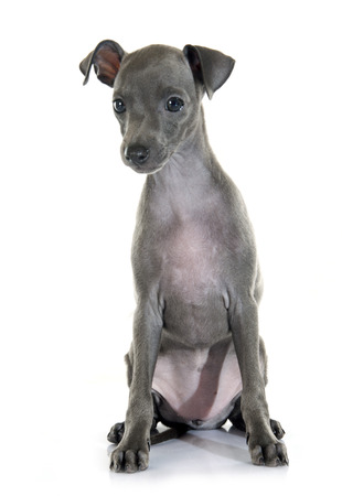 puppy italian greyhound in front of white backgroundの写真素材