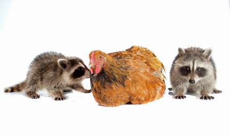 young raccoon and chicken in front of white background