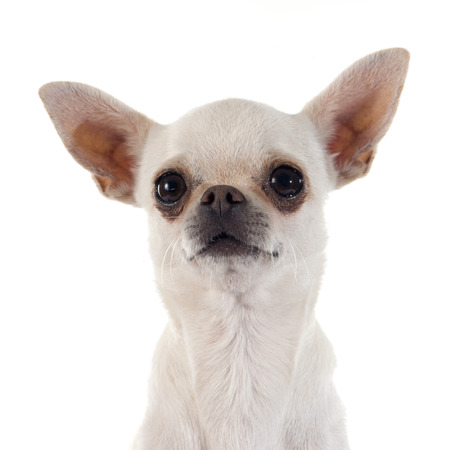 puppy chihuahua in front of white backgroundの写真素材