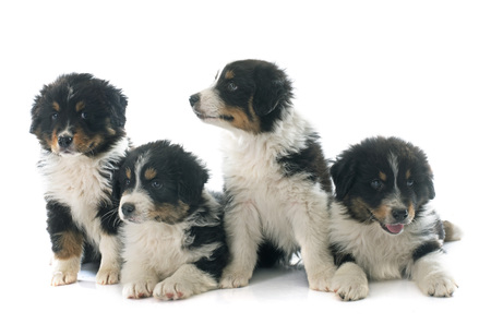 puppies australian shepherd in front of white backgroundの写真素材