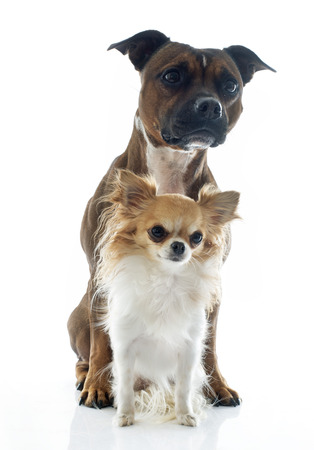 staffordshire bull terrier and chihuahua in front of white backgroundの写真素材
