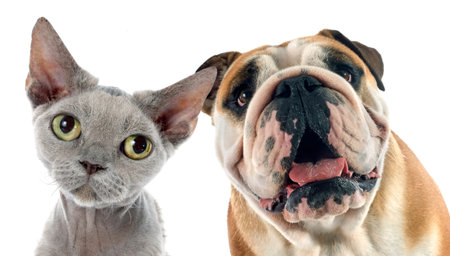 english bulldog and devon rexin front of white background