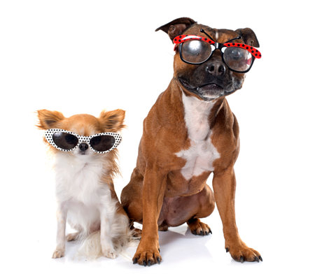 stafforshire bull terrierand chihuahua  in front of white background